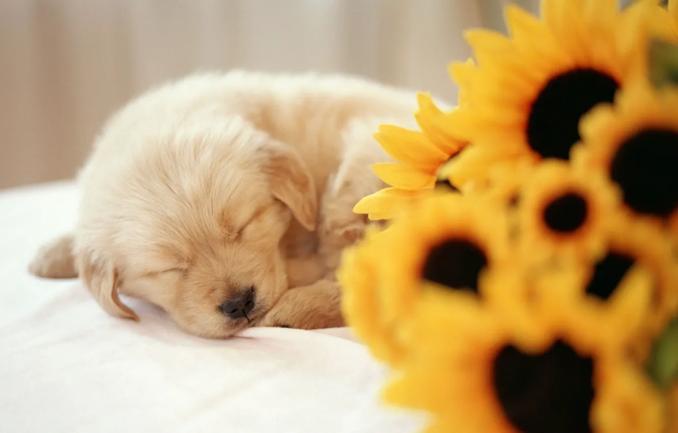 Photo wallpaper sleep, sunflower, Puppy