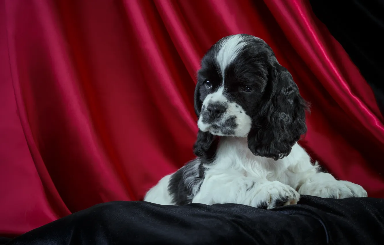Photo wallpaper puppy, Spaniel, spotted