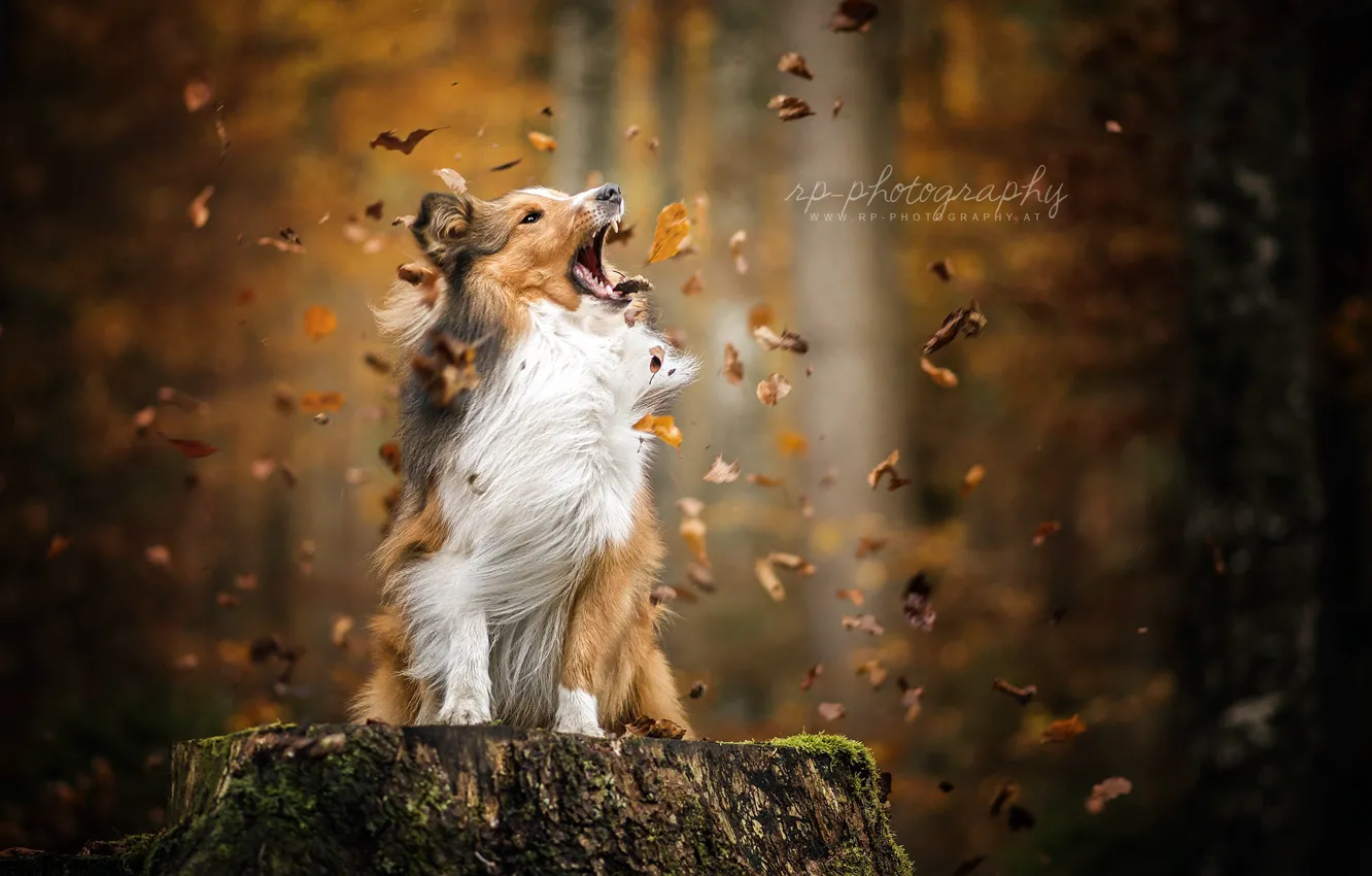 Photo wallpaper autumn, leaves, dog