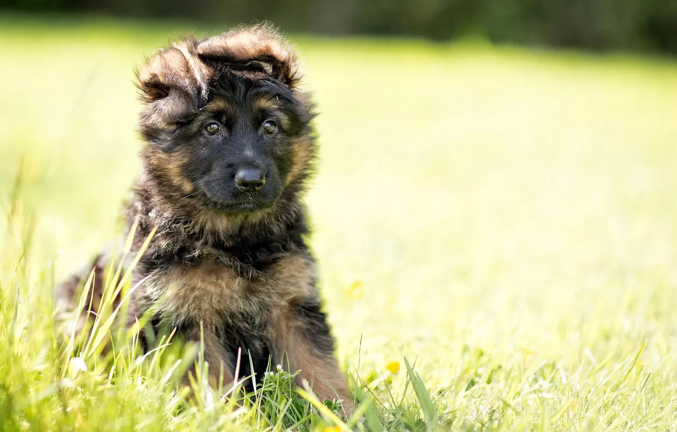 Photo wallpaper dog, puppy, German shepherd