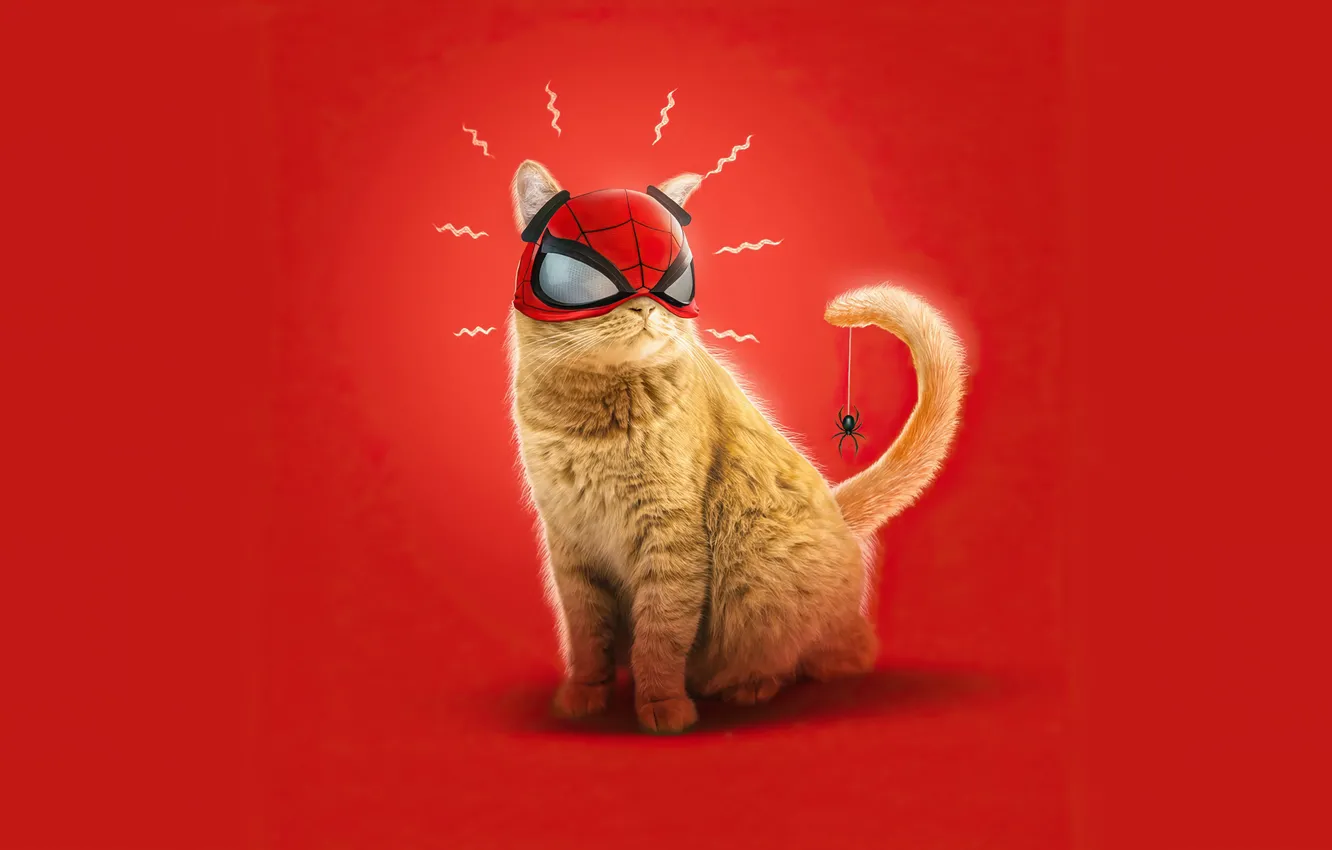 Photo wallpaper cat, background, spider, mask, Spiderman