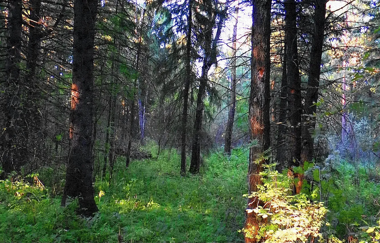 Photo wallpaper road, forest, the road, cedars, Siberia, Siberia, Taiga, Taiga forest