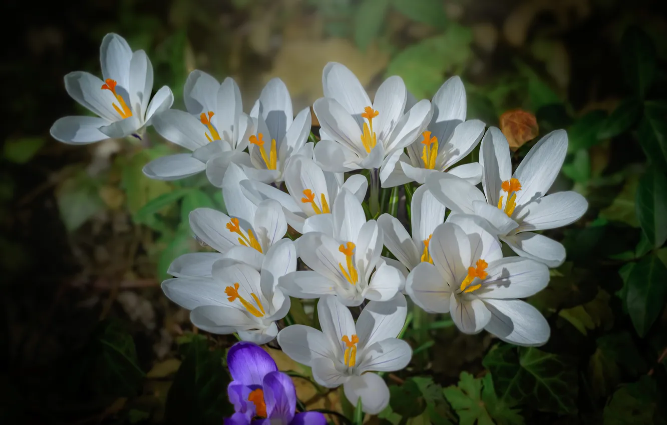 Photo wallpaper flowers, spring, crocuses, white