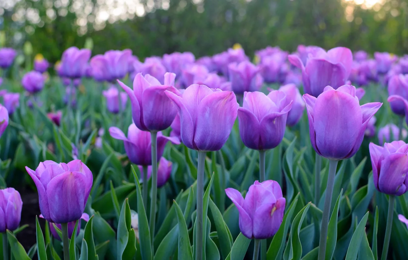 Photo wallpaper flowers, beauty, spring, tulips, flowerbed, a lot, lilac, bokeh