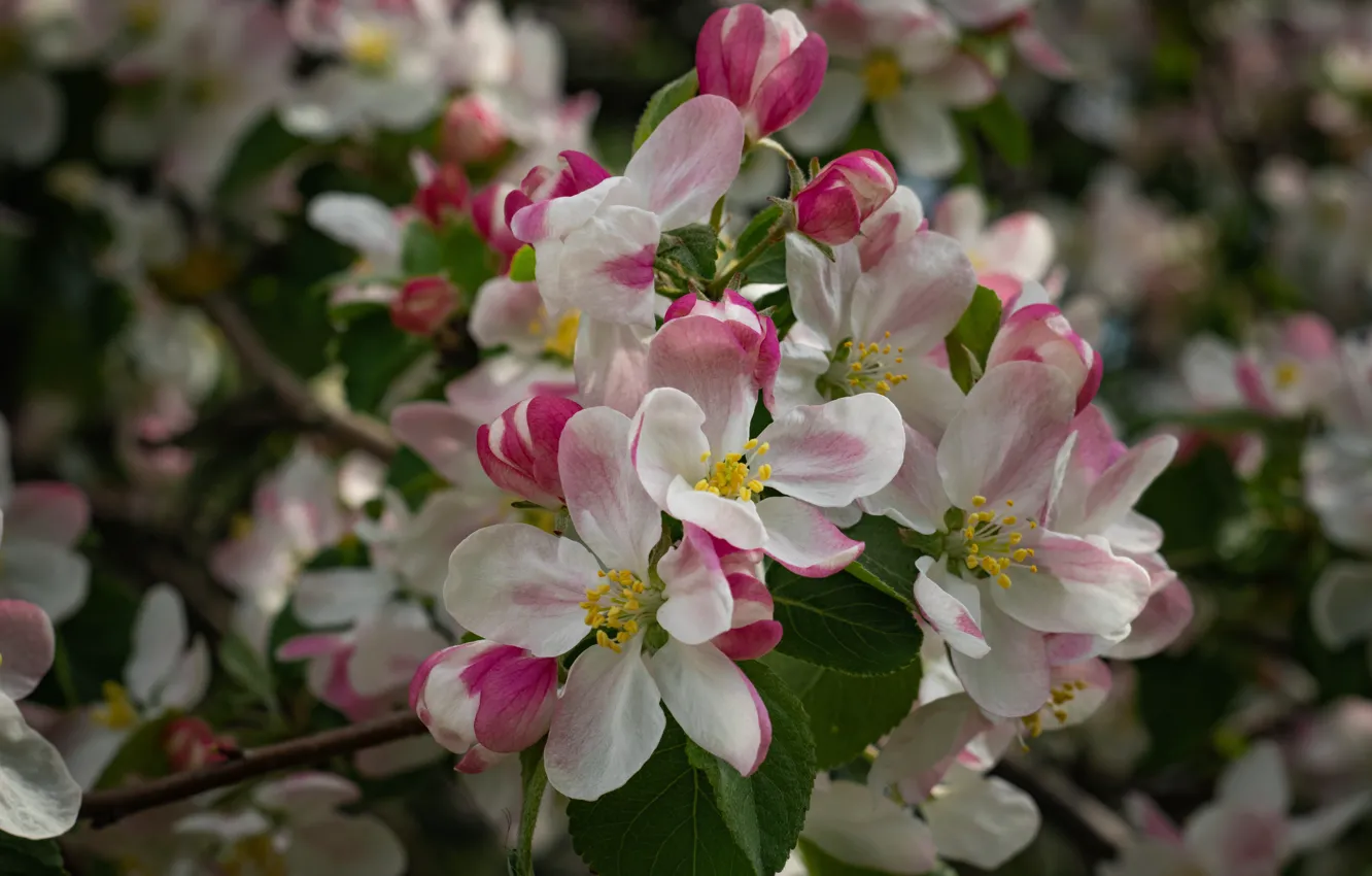 Photo wallpaper Spring, Apple, flowering