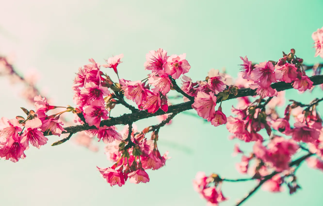 Photo wallpaper the sky, branches, spring, Sakura, flowering, pink, blossom, sakura