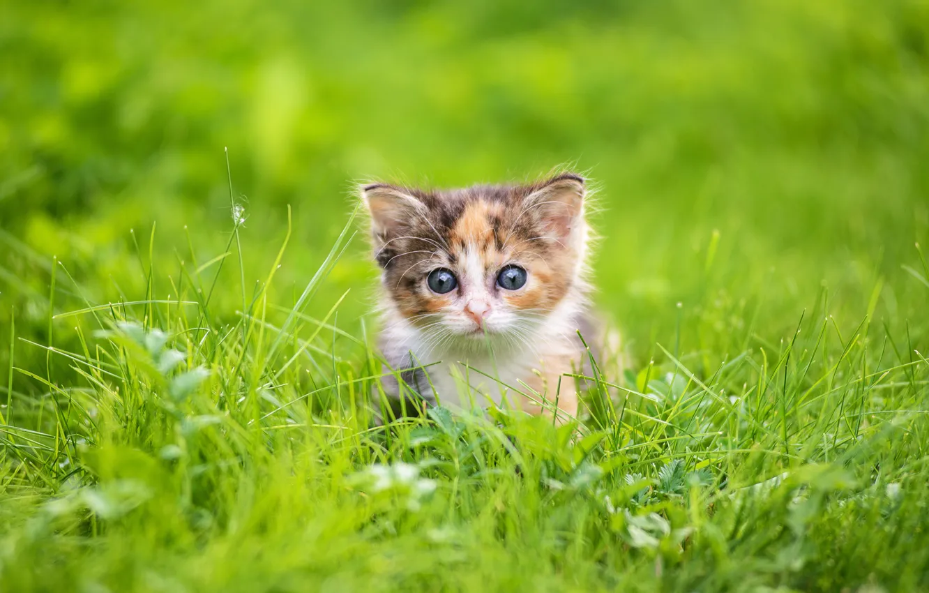 Photo wallpaper grass, look, baby, muzzle, kitty, Andrey Egorov