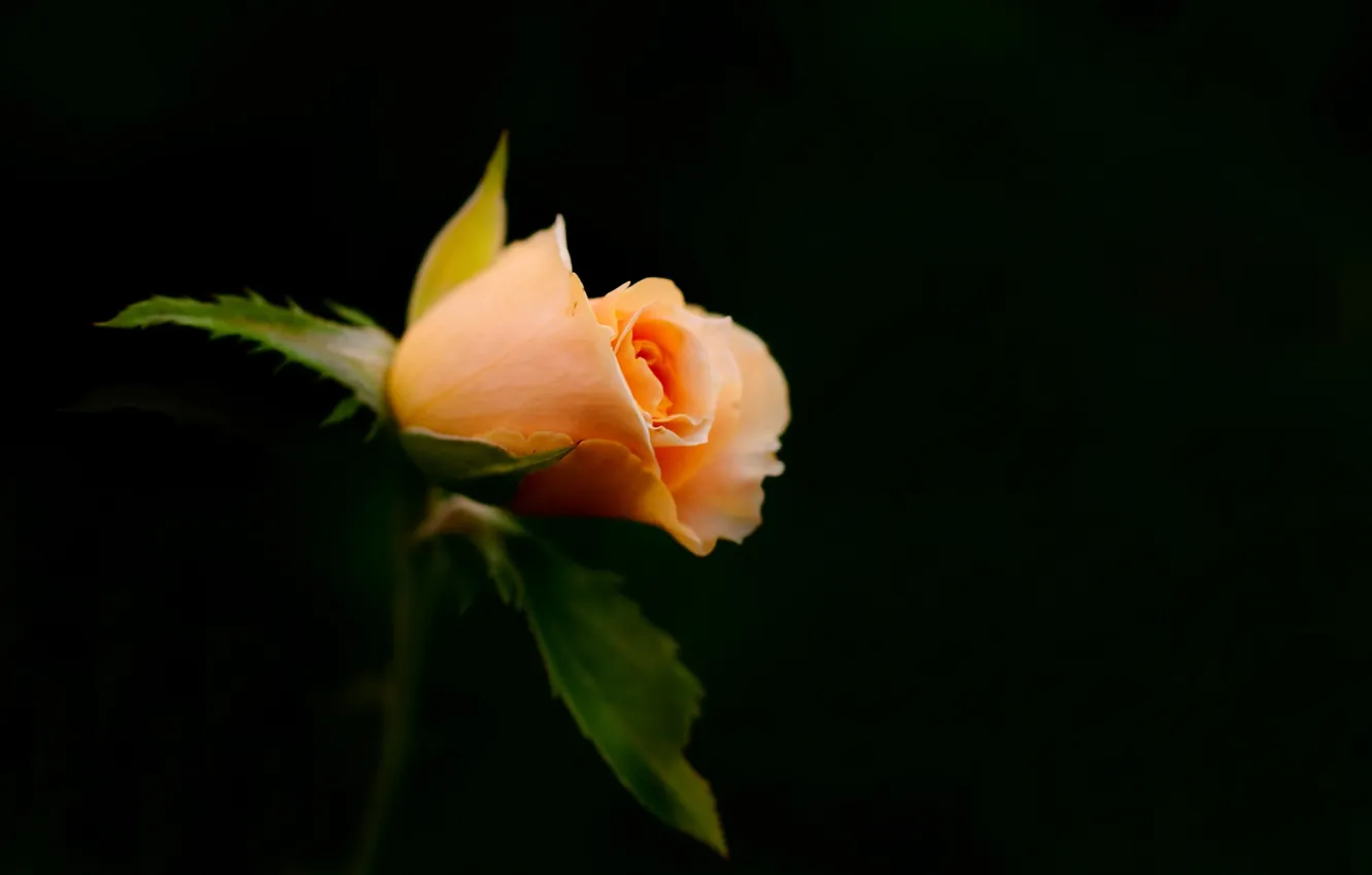 Photo wallpaper flower, macro, Beautiful Rose
