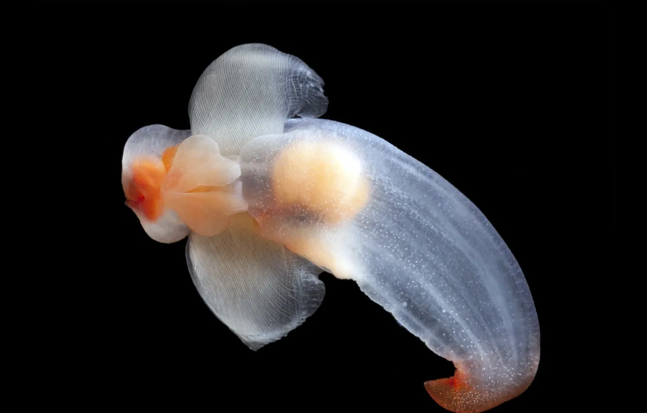 Photo wallpaper background, black, inhabitants, sea