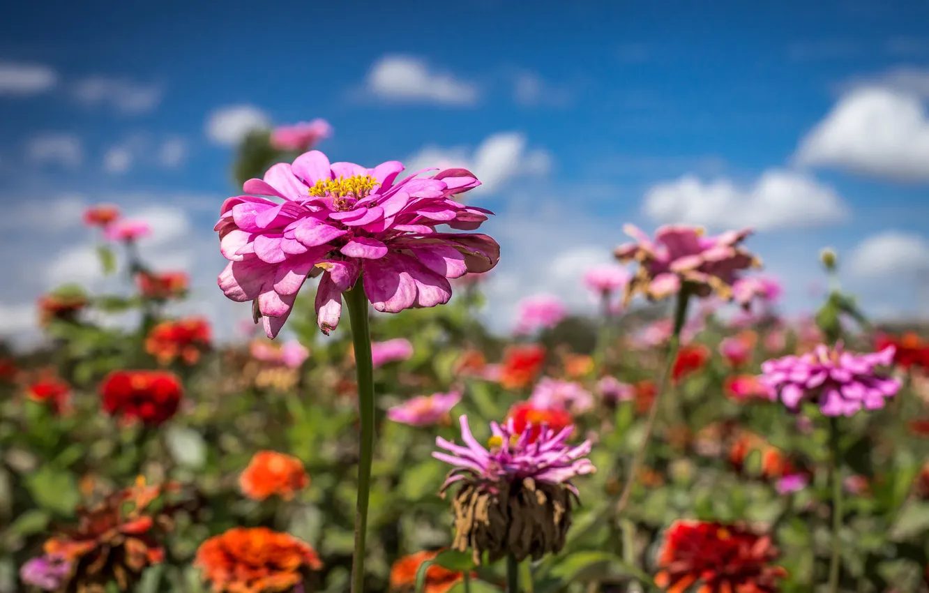 Photo wallpaper field, the sky, clouds, flowers, petals, stem