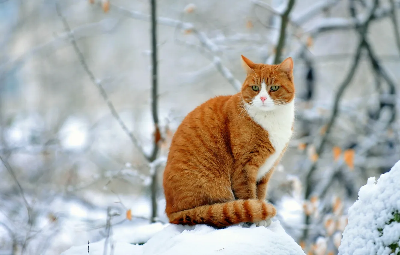 Photo wallpaper winter, cat, red