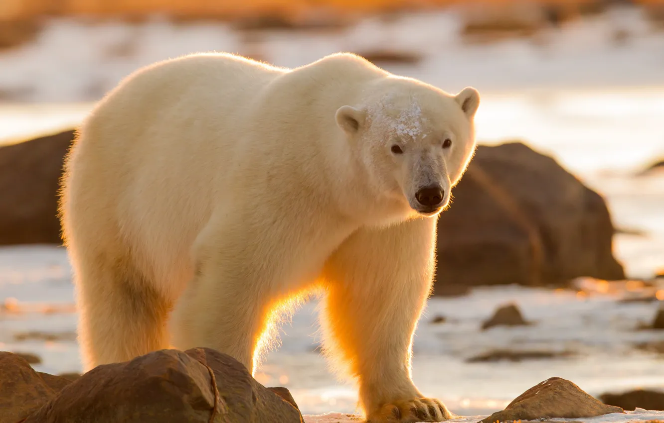 Photo wallpaper look, bear, polar bear, polar bear