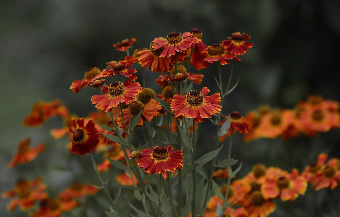 Photo wallpaper flowers, bokeh, summer mood, nature .