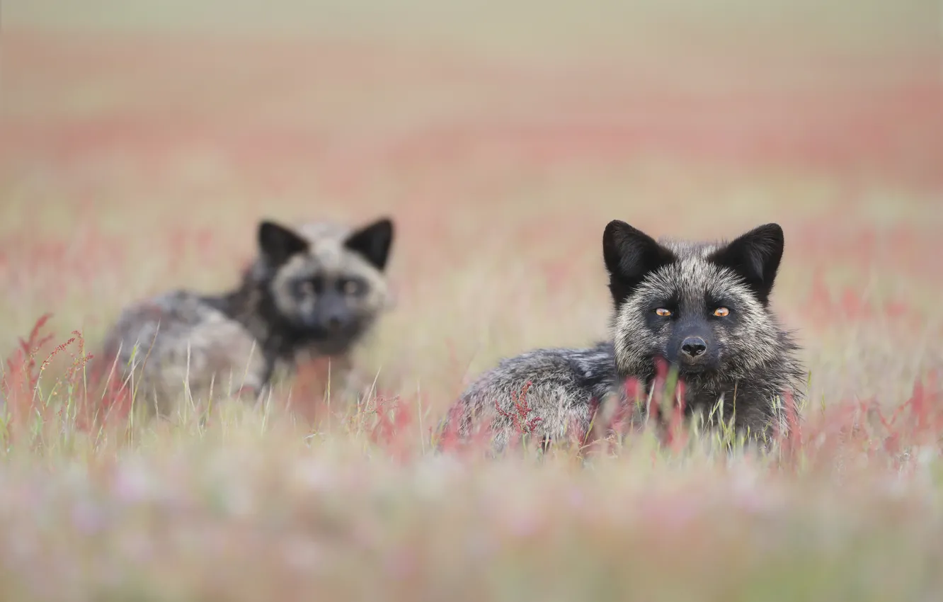 Photo wallpaper grass, pair, Fox, bokeh, Silver Fox