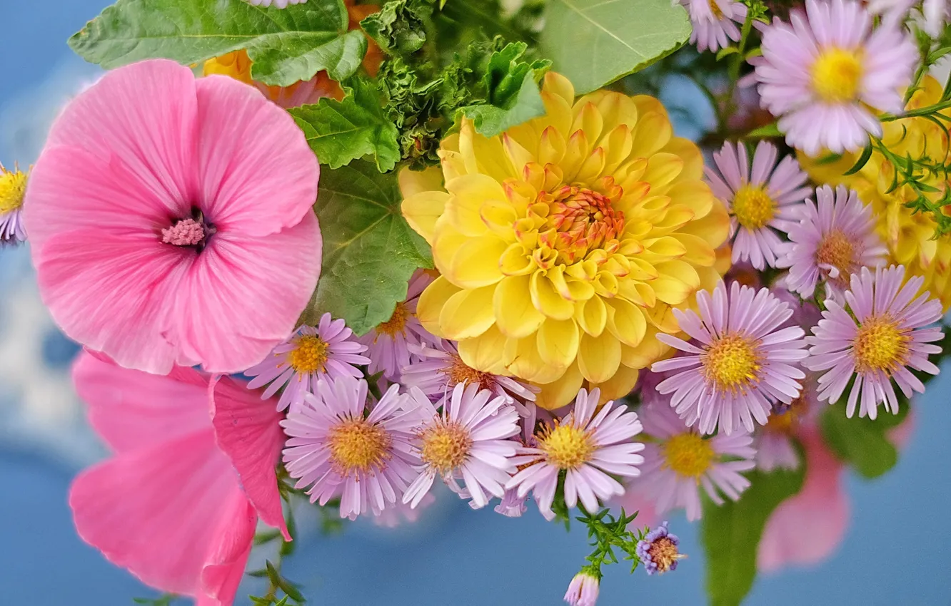 Photo wallpaper lavatera, dahlias, asters