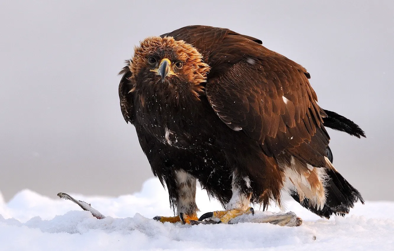 Photo wallpaper Predator, bird, Golden Eagle, wing