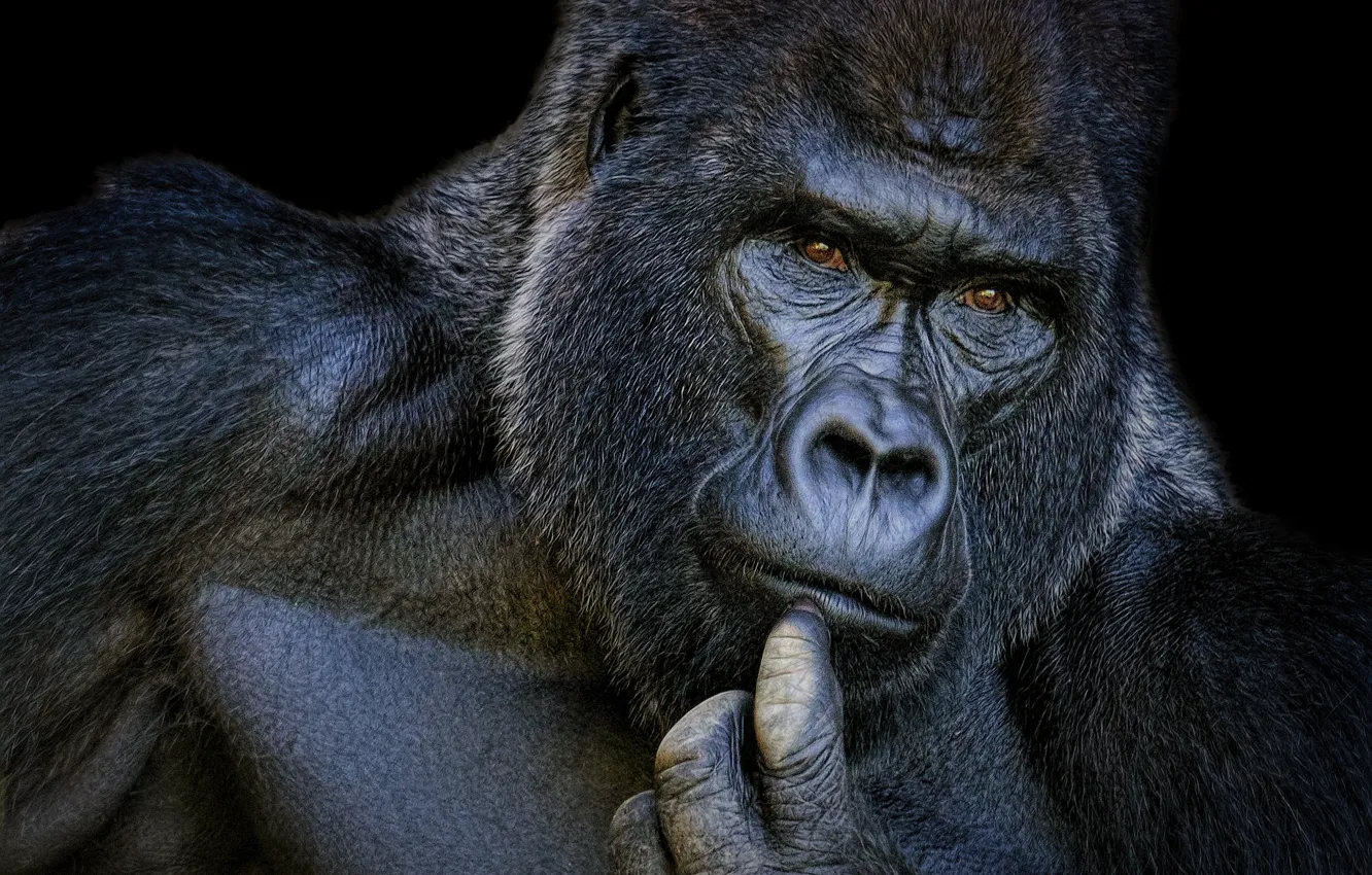 Photo wallpaper portrait, gorilla, brooding