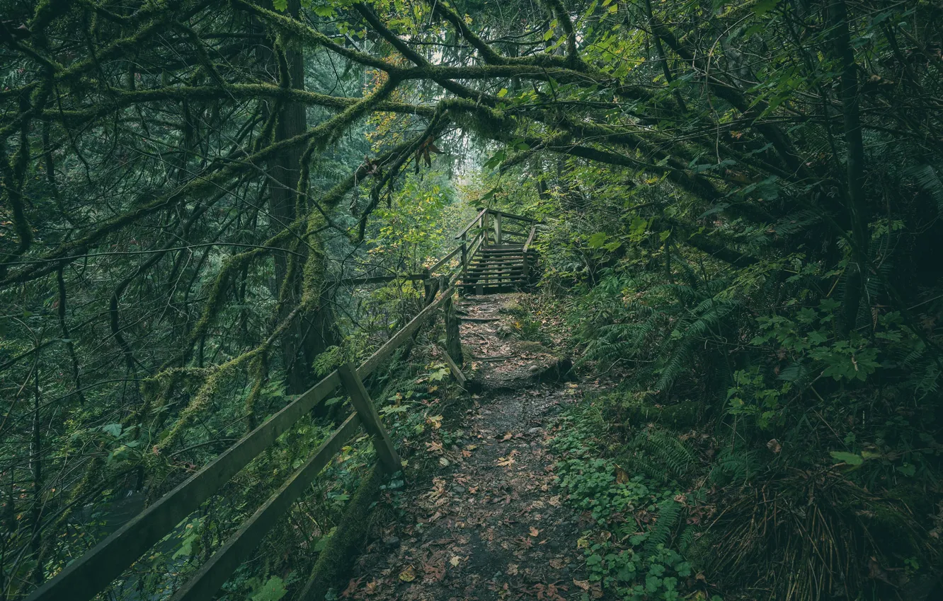 Photo wallpaper forest, trees, path, Washington, Washington, Green River Gorge, River gorge, green river