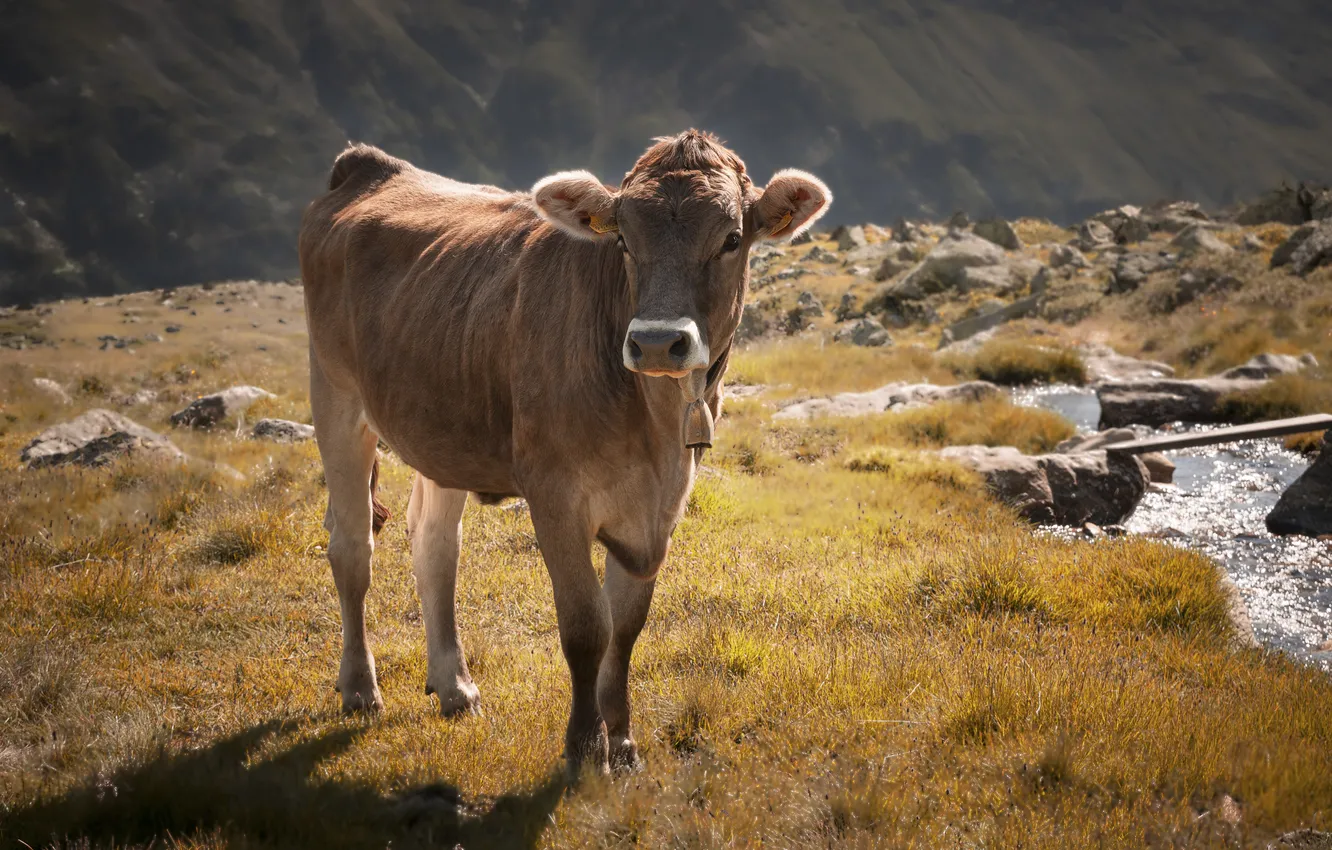 Photo wallpaper nature, cows, bells