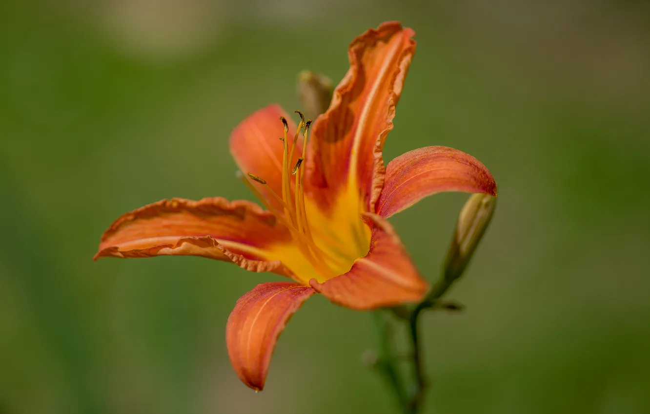 Photo wallpaper summer, flowers, nature, daylilies