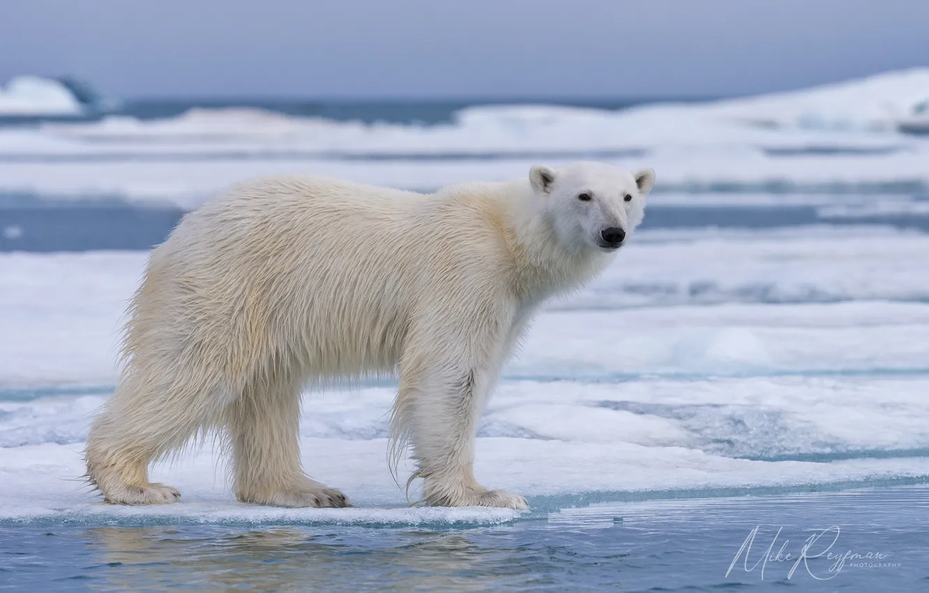 Photo wallpaper polar bear, Arctic, Mike Reifman