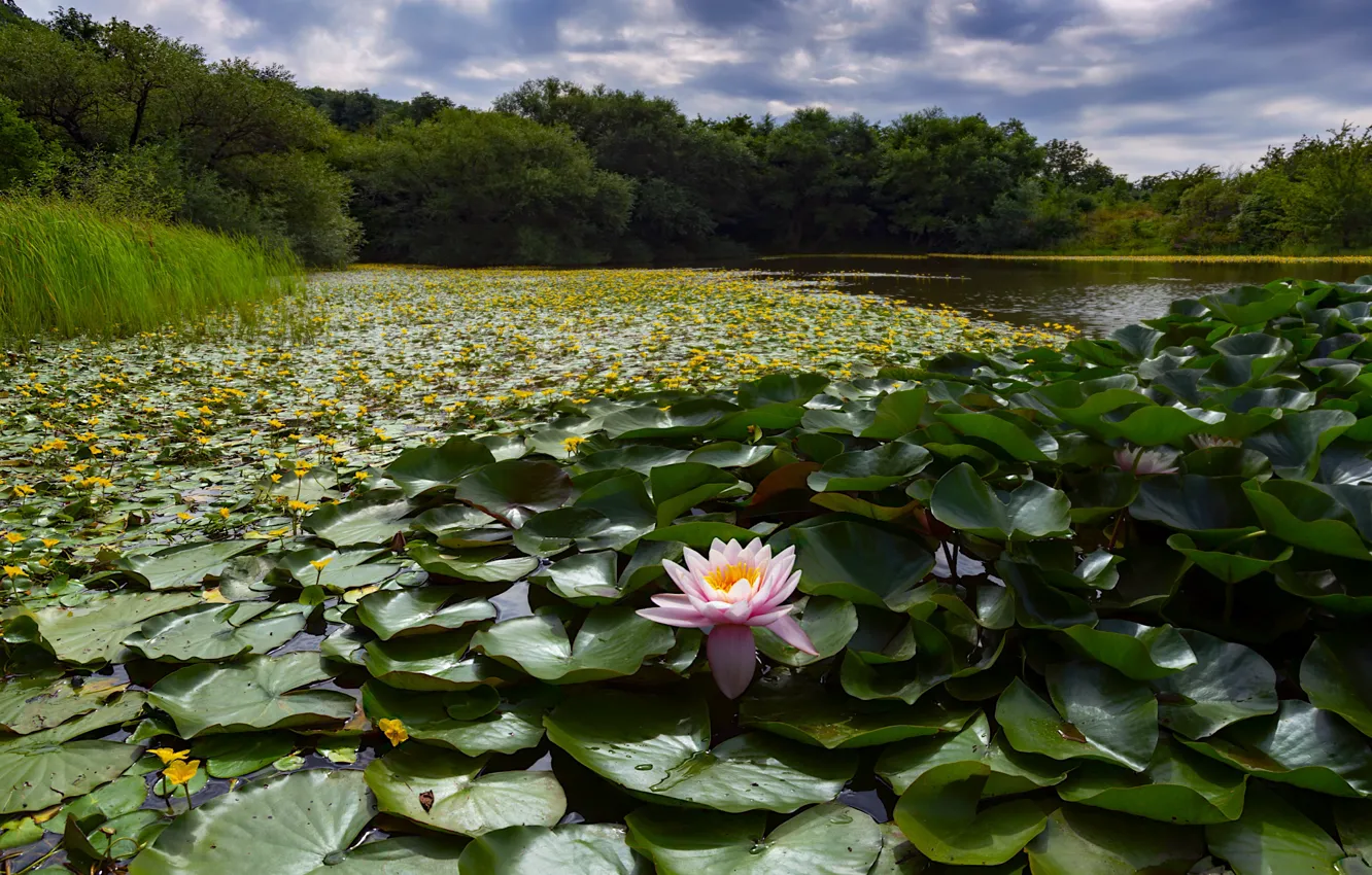 Photo wallpaper greens, forest, summer, grass, leaves, clouds, flowers, yellow