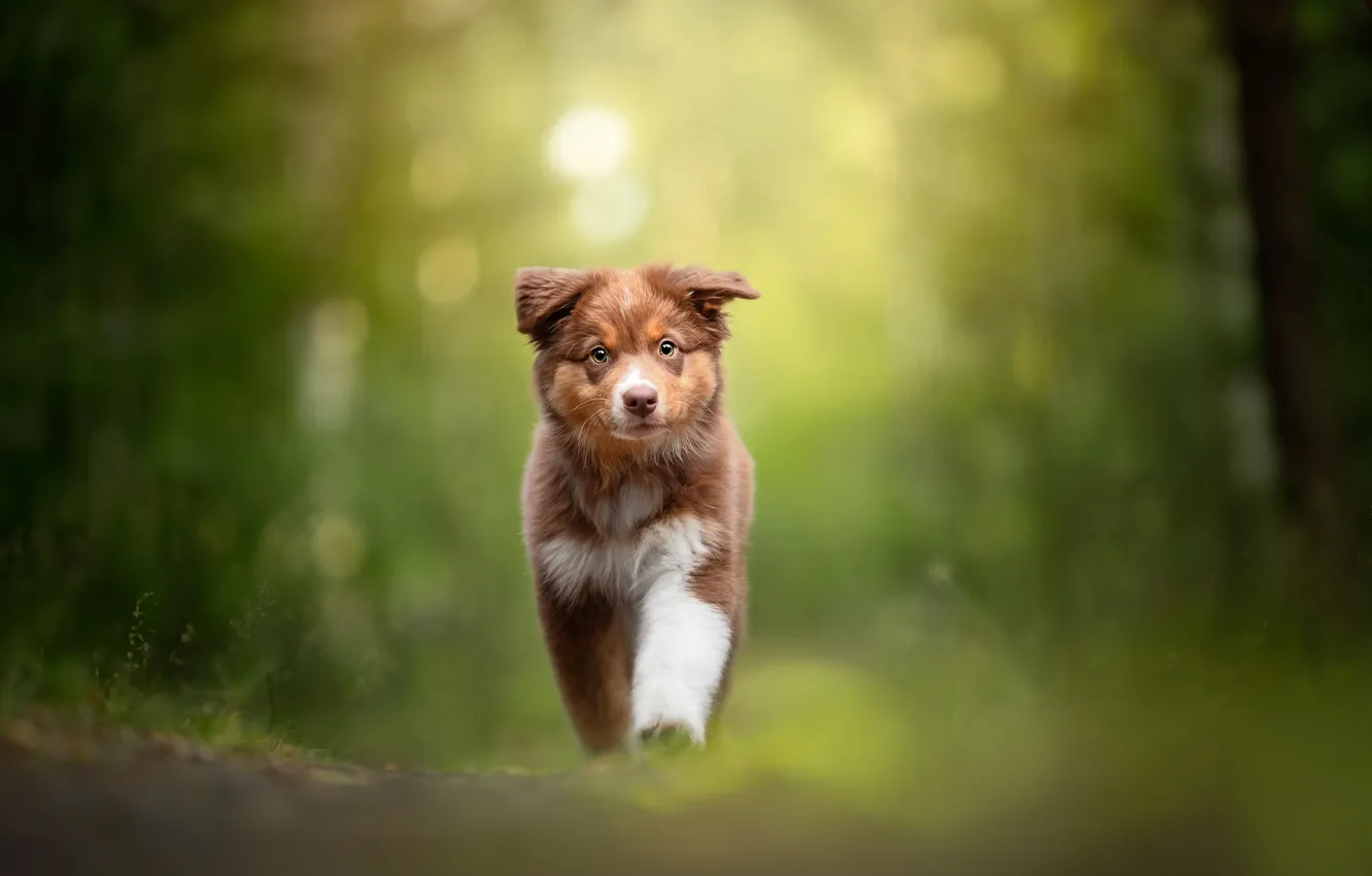 Photo wallpaper dog, puppy, Australian shepherd, Aussie