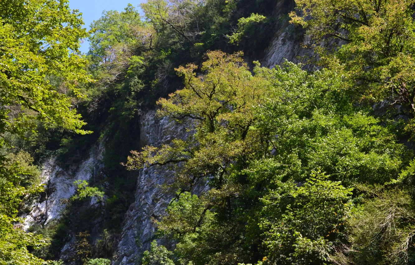 Photo wallpaper summer, mountains, grove, Sochi, boxwood