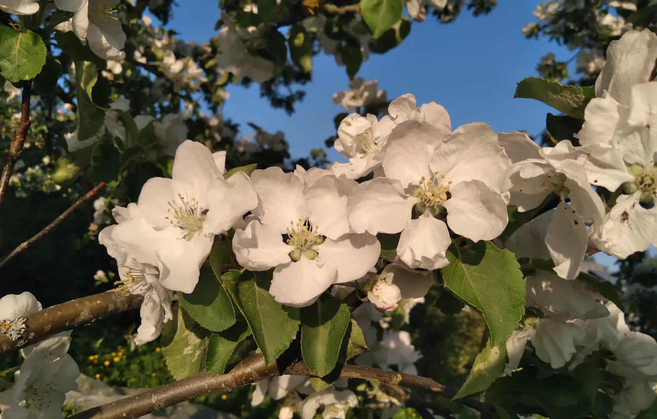 Photo wallpaper the sky, flowers, spring, may, Apple