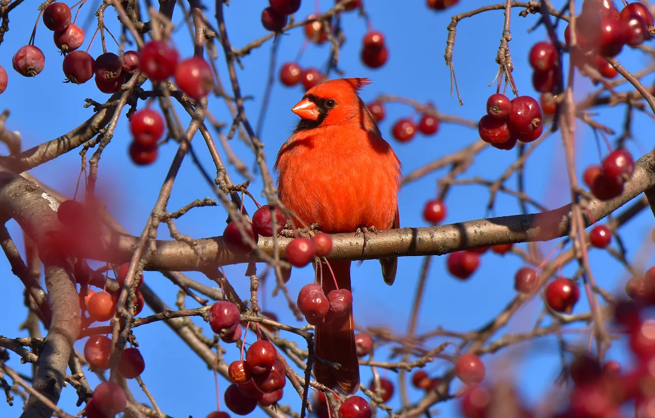 Photo wallpaper light, branches, red, berries, bird, fruit, bright, blue background
