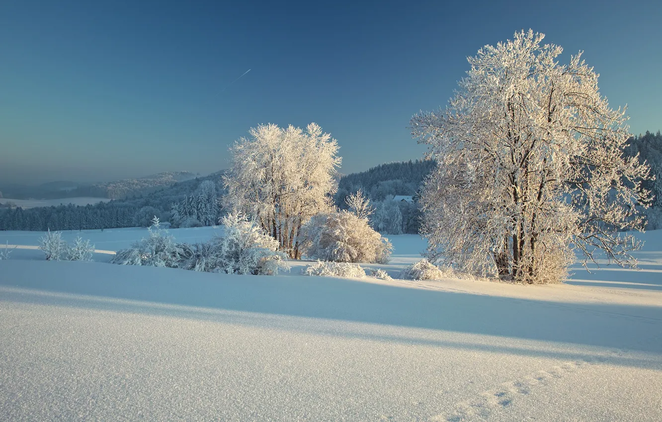 Photo wallpaper winter, frost, field, forest, the sky, light, snow, trees