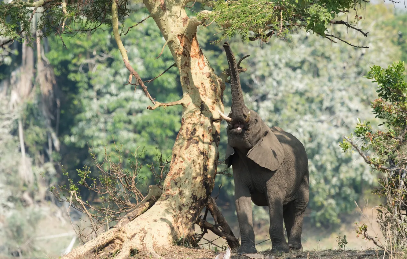 Photo wallpaper trees, nature, trunk, African elephant