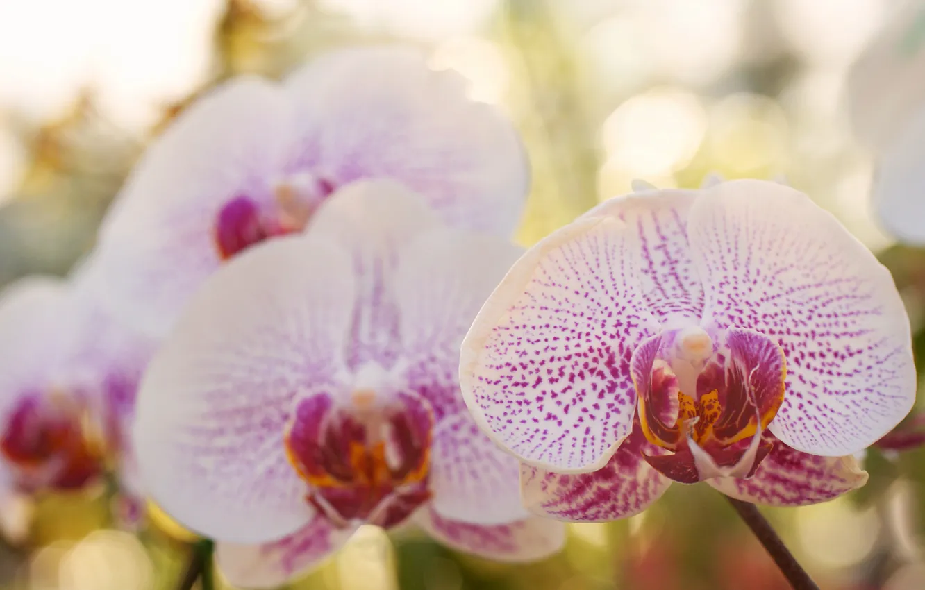 Photo wallpaper flowers, white, orchids, Phalaenopsis