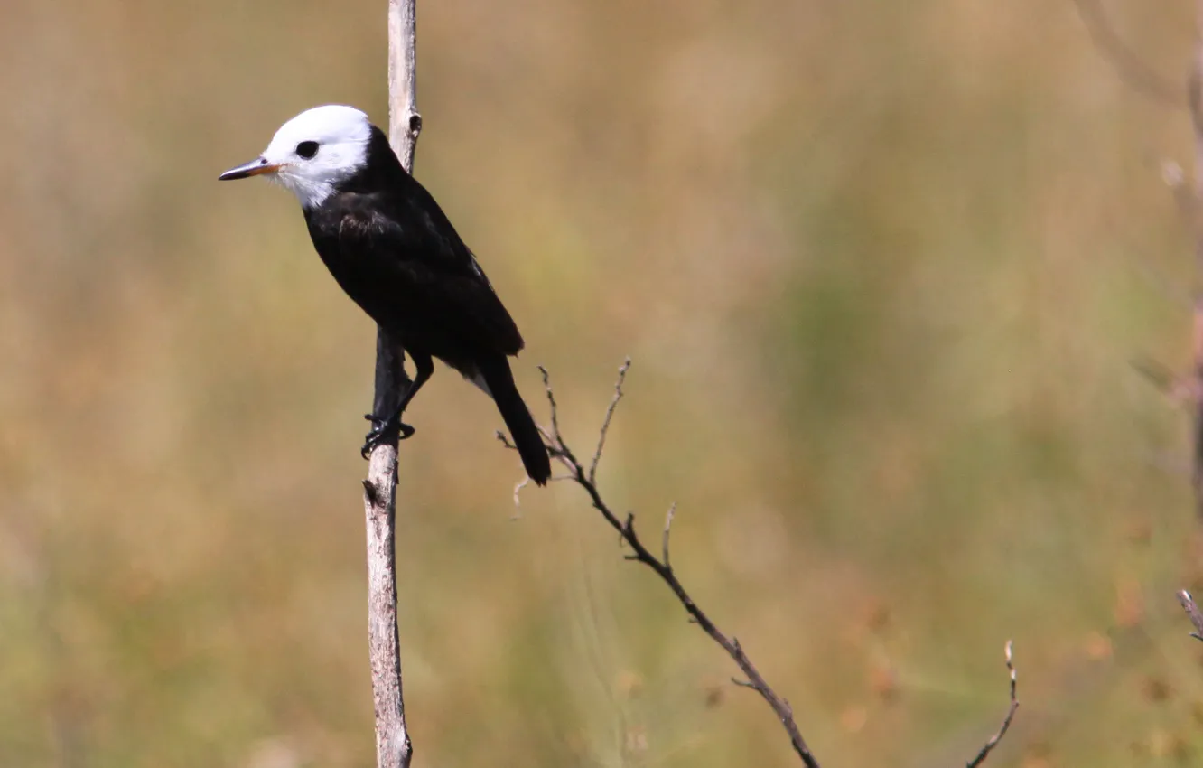 Photo wallpaper Black, Bird, Branch, Freirinha, White Head