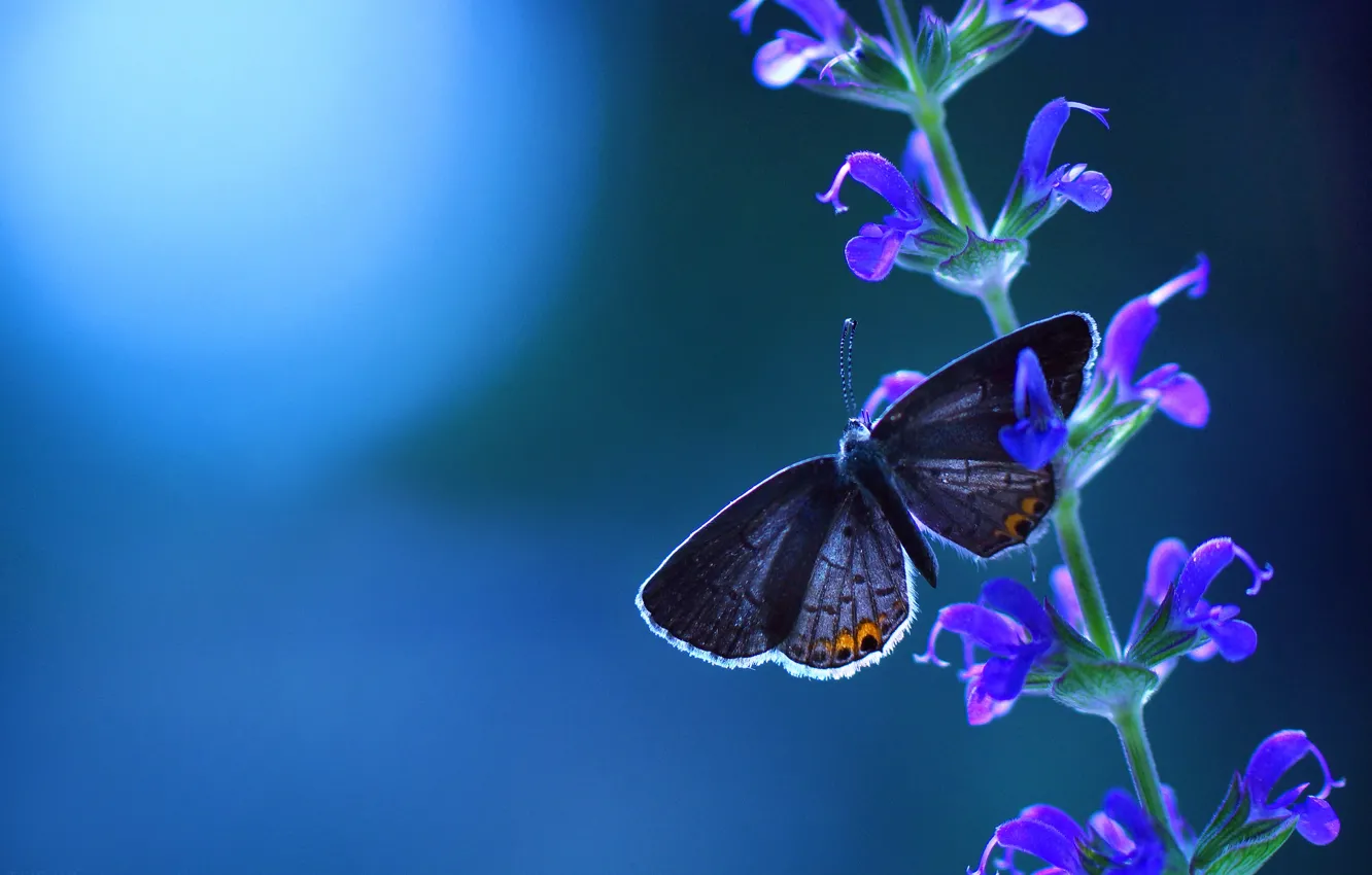 Photo wallpaper flower, blue, background, butterfly