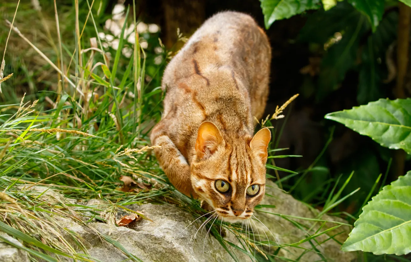 Photo wallpaper grass, look, leaves, nature, pose, wild cat, sneaks, wild cat