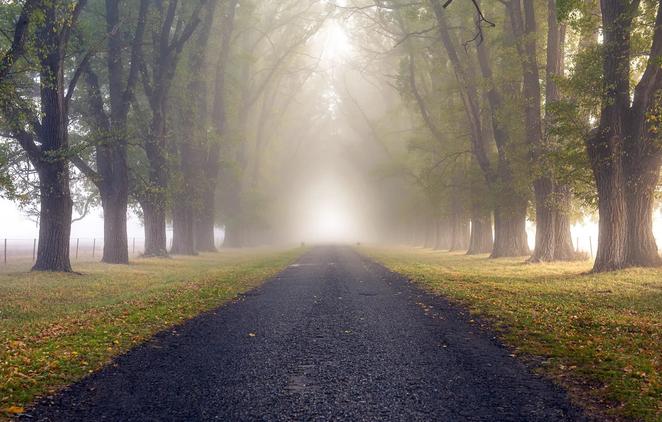 Photo wallpaper road, nature, fog