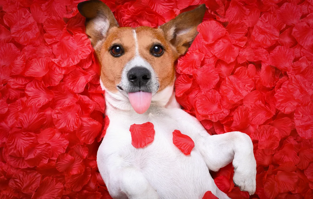 Photo wallpaper language, dog, petals, Jack Russell Terrier