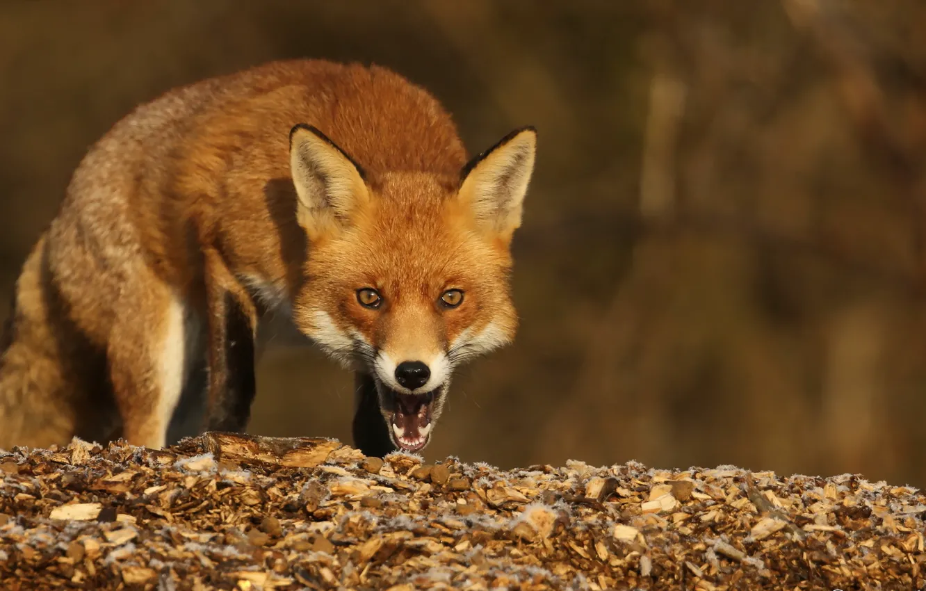 Photo wallpaper nature, background, Fox