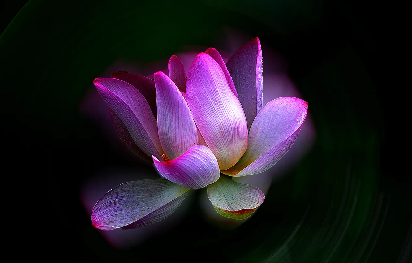 Photo wallpaper macro, nature, background, petals, Lotus