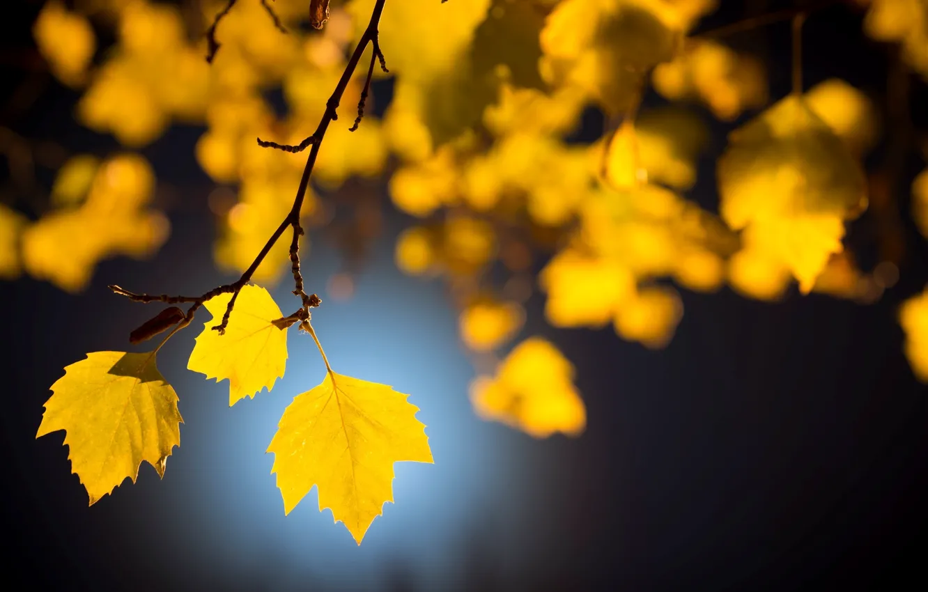 Photo wallpaper leaves, macro, trees, background, tree, Wallpaper, yellow leaves, blur