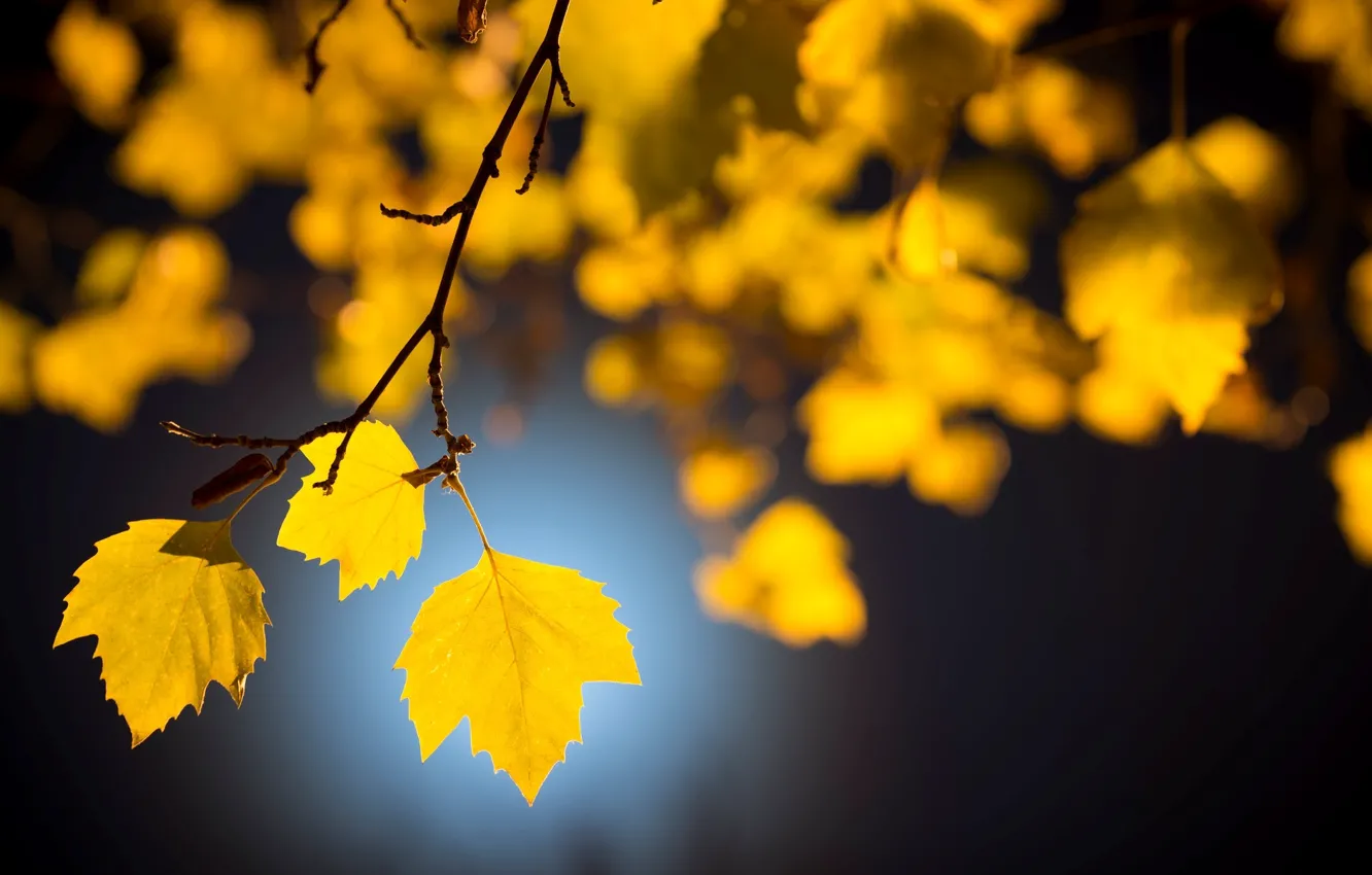 Photo wallpaper leaves, macro, trees, branches, background, Wallpaper, yellow leaves, blur