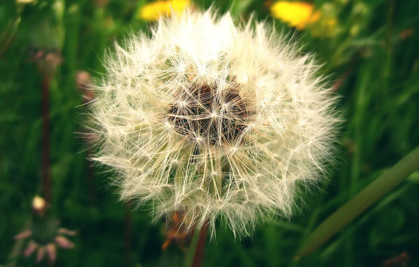 Photo wallpaper green, dandelion, fluff
