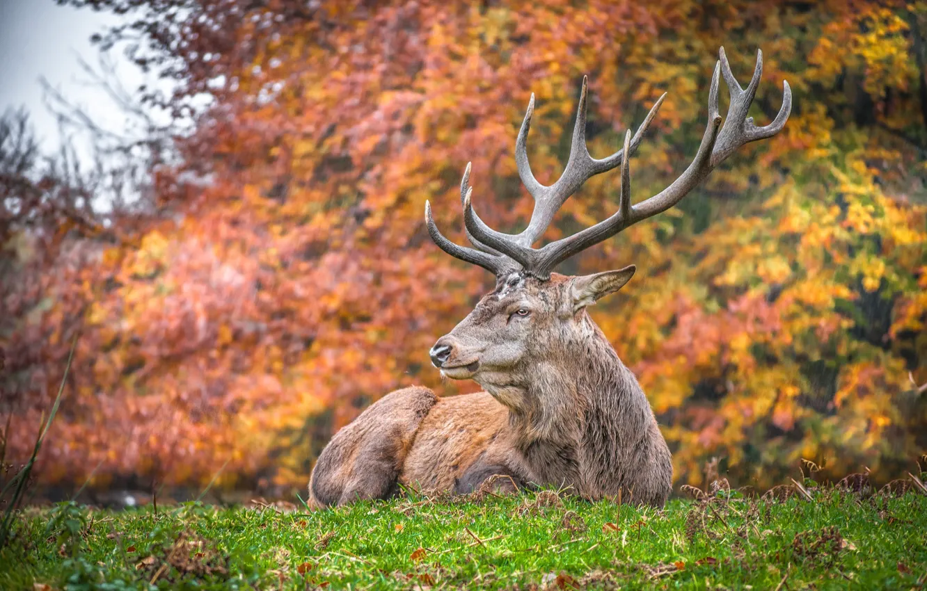 Photo wallpaper autumn, grass, rain, deer, horns