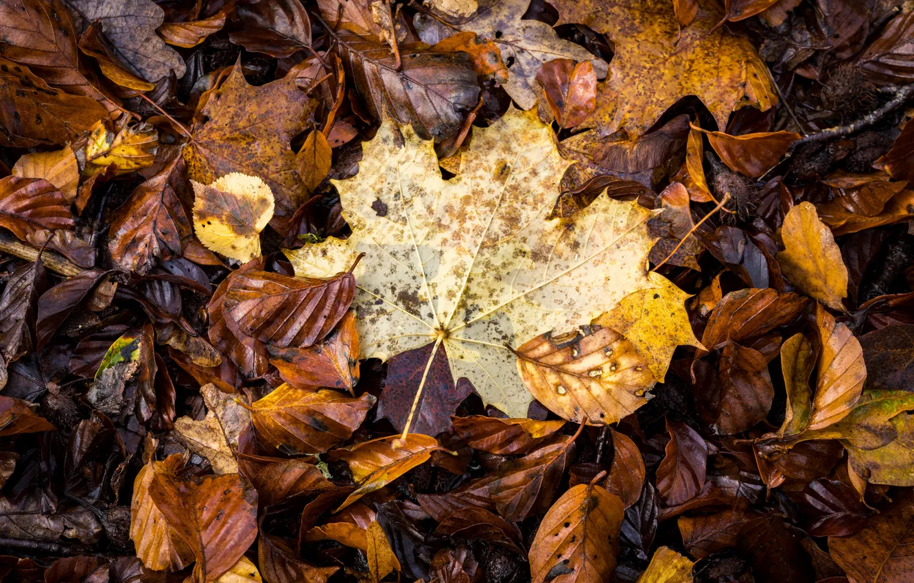 Photo wallpaper autumn, leaves, autumn