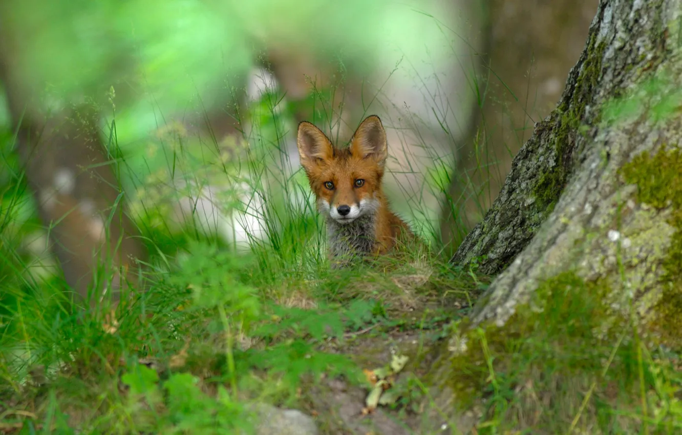 Photo wallpaper forest, grass, nature, Sweden, red Fox