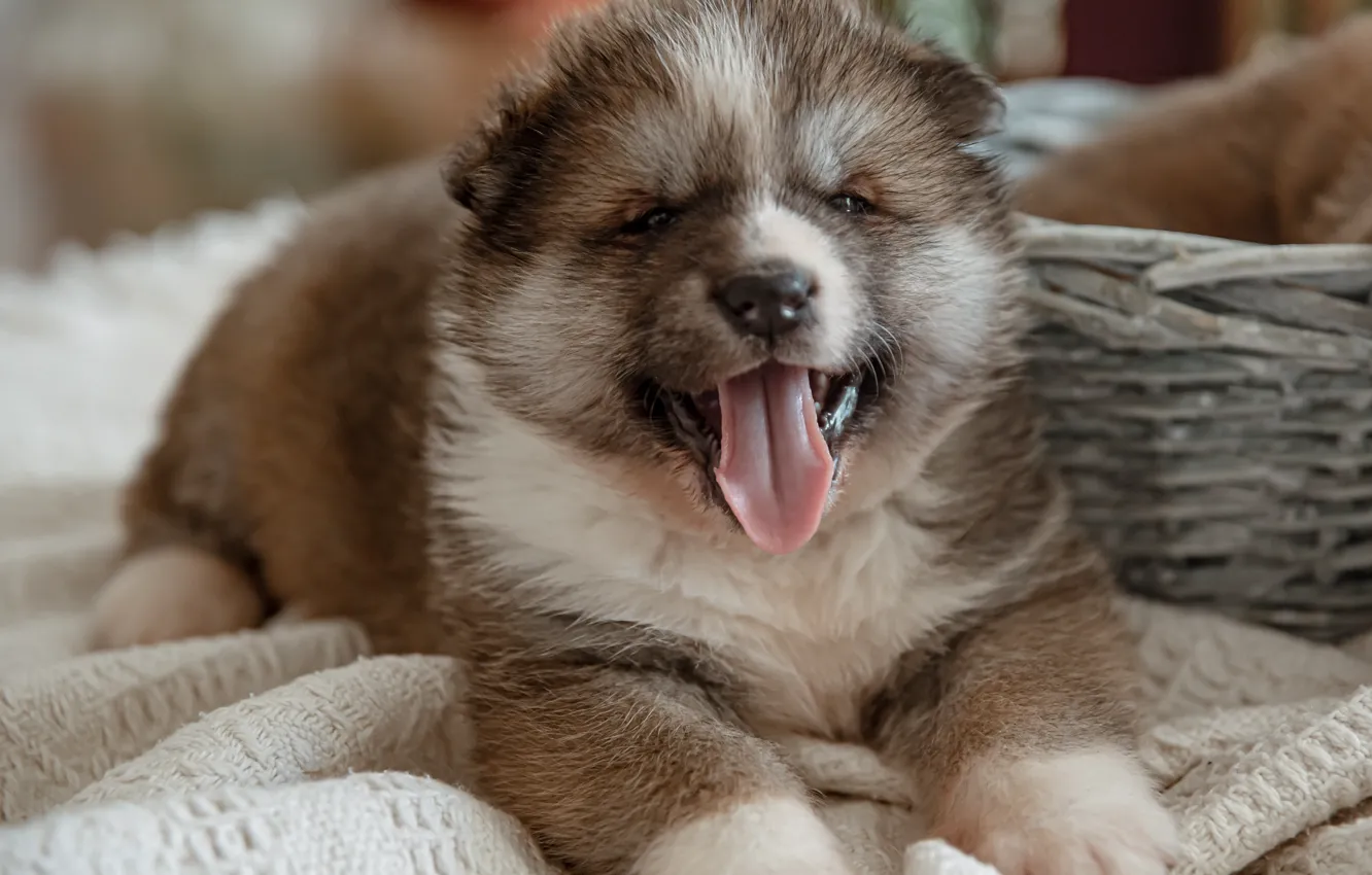 Photo wallpaper language, look, dog, baby, puppy, fabric, lies, face