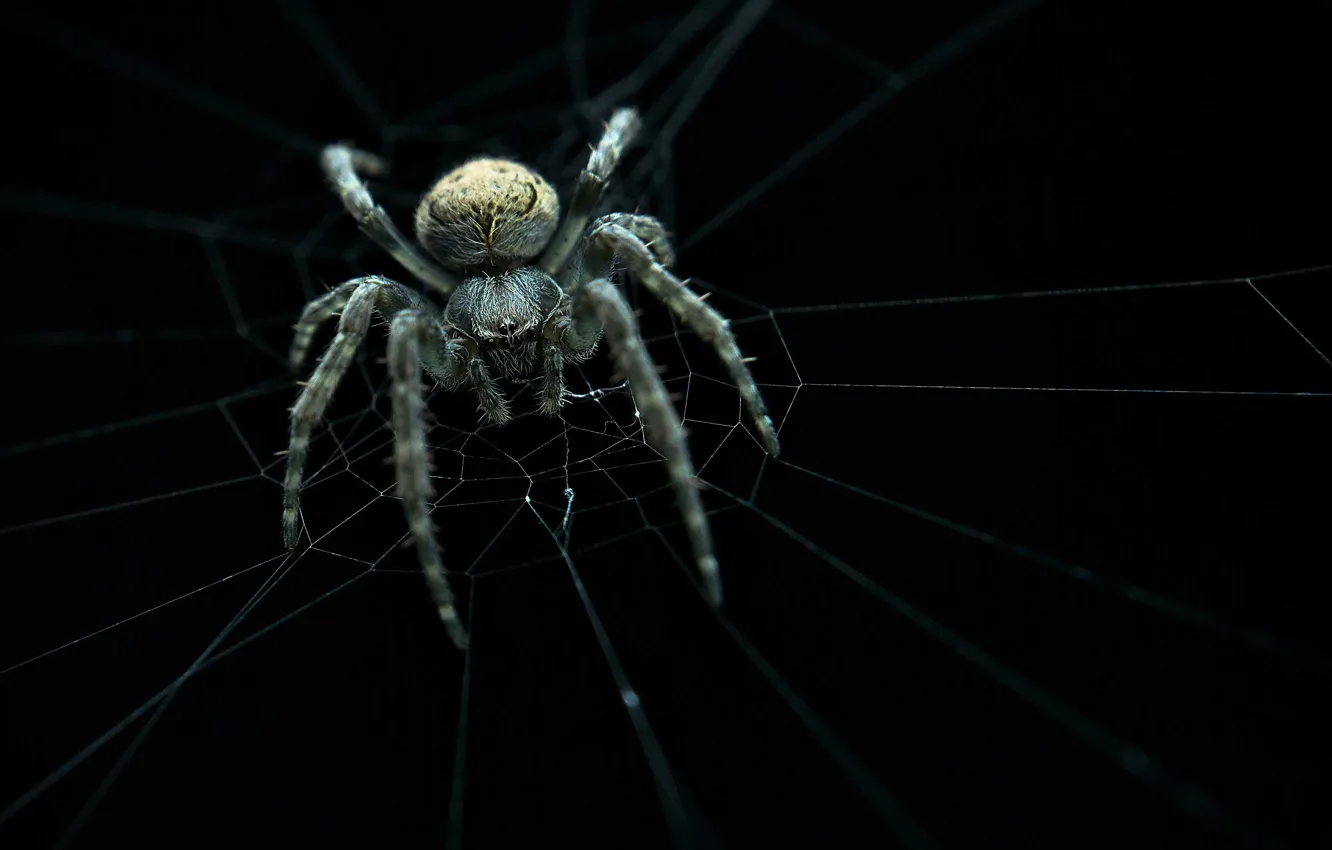 Photo wallpaper spider, web, ambush