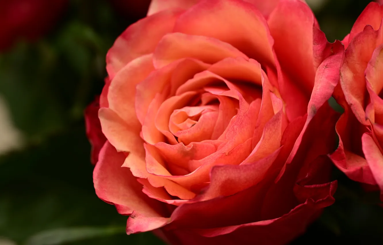 Photo wallpaper macro, flowers, red, roses