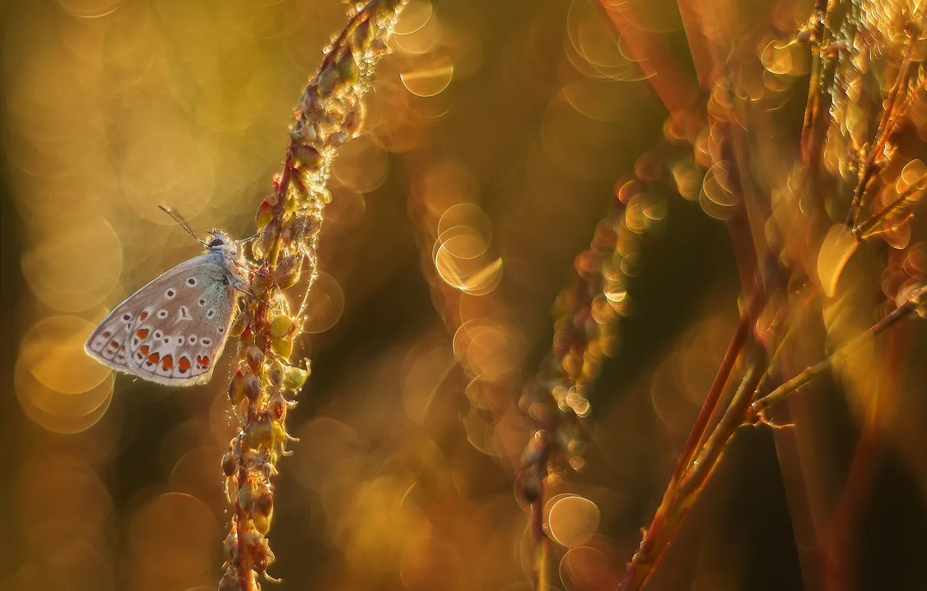 Photo wallpaper butterfly, spikelets, insect, bokeh
